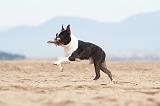 BOSTON TERRIER 405